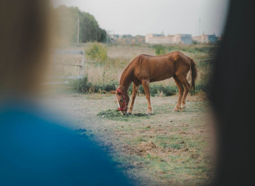 Лошади учат гуманности: как фонд «Я свободен» спасает животных и ведет работу по ликвидации городского проката